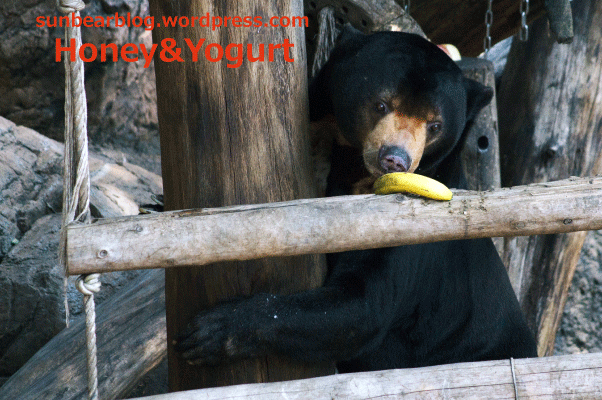 上野動物園　マレーグマ　アズマ