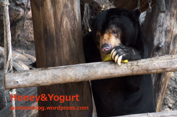 上野動物園　マレーグマ　アズマ