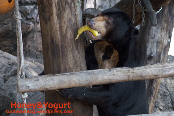 上野動物園　マレーグマ　アズマ