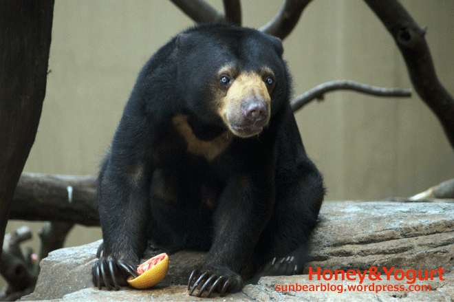 上野動物園　マレーグマ　モモコ