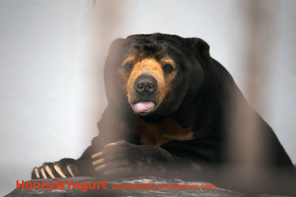 徳山動物園　マレーグマ　ツヨシ