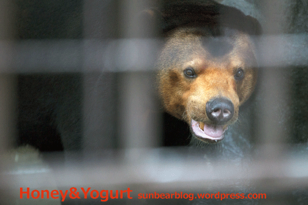 徳山動物園　マレーグマ　マーヤ