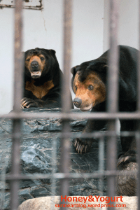 徳山動物園　マレーグマ　ツヨシ　マーヤ