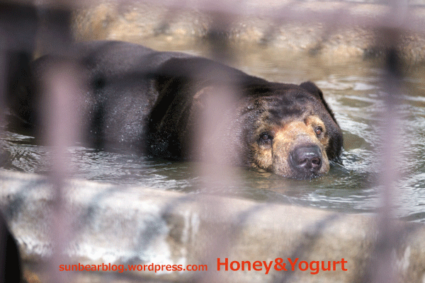 徳山動物園　マレーグマ　ツヨシ