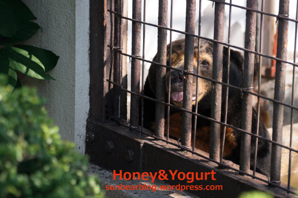 徳山動物園　マレーグマ　ツヨシ