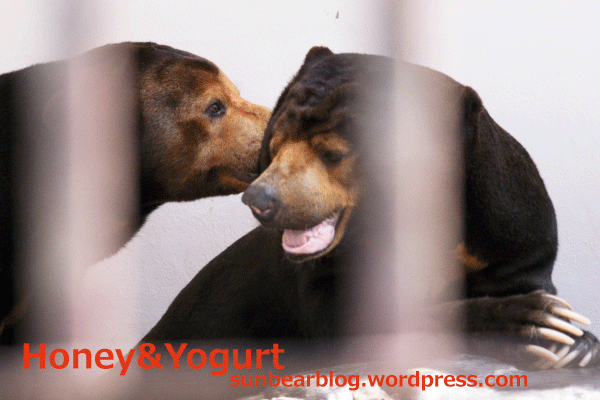 徳山動物園 マレーグマ ツヨシ マーヤ