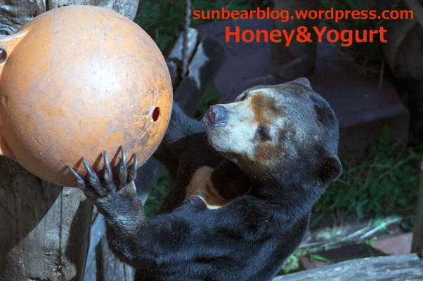 福岡市動物園　マレーグマ　マチ