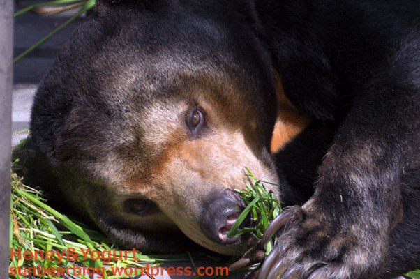 福岡市動物園　マレーグマ　マチ
