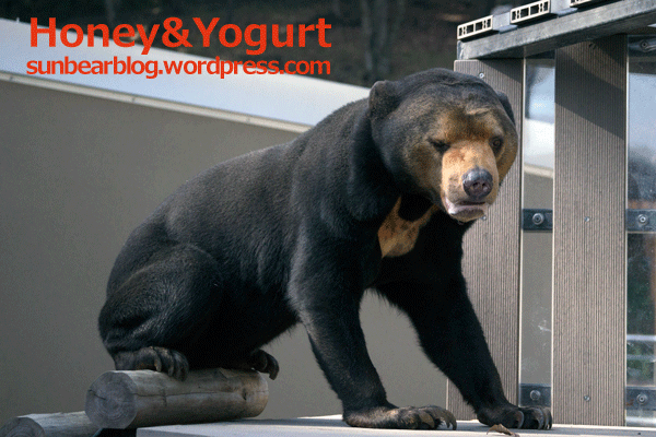 福岡市動物園　マレーグマ　マチ