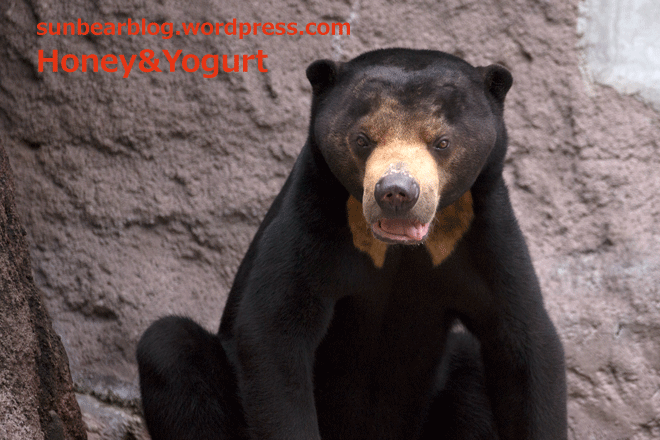 天王寺動物園　マレーグマ　マーズ