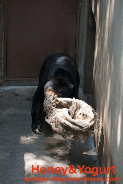 上野動物園　マレーグマ　アズマ