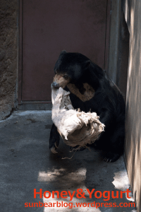 上野動物園　マレーグマ　アズマ