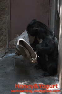 上野動物園　マレーグマ　アズマ