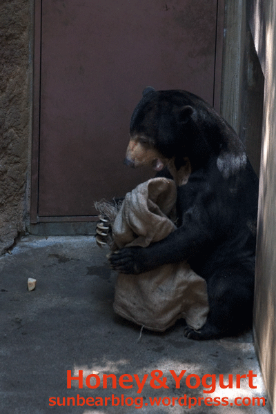 上野動物園　マレーグマ　アズマ
