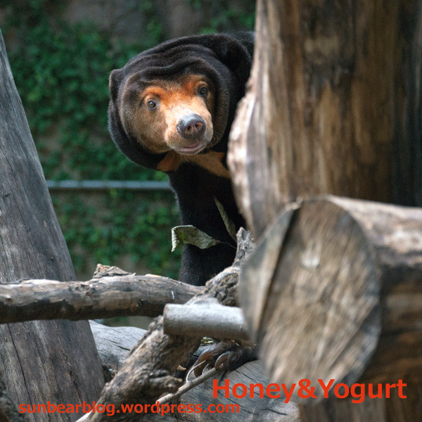 上野動物園　マレーグマ　キョウコ