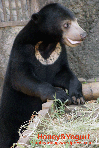 マレーグマ ウメキチ