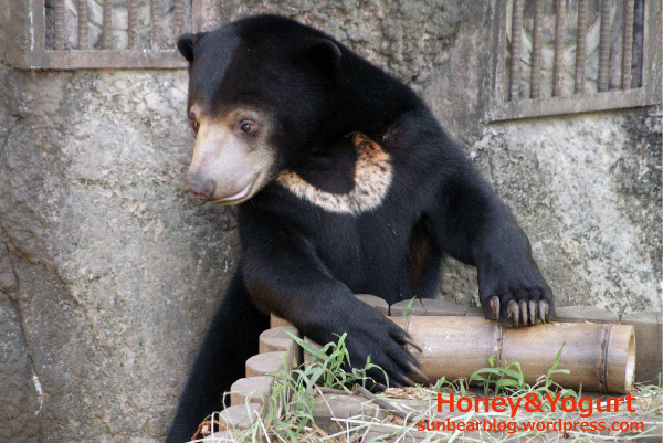 マレーグマ ウメキチ