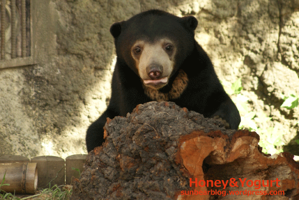 マレーグマ ウメキチ
