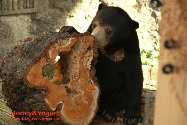 マレーグマ ウメキチ