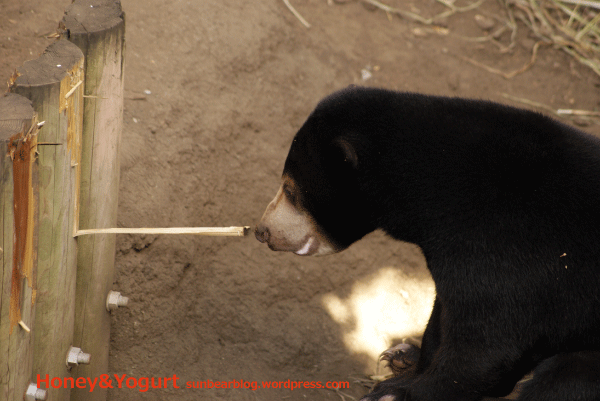 マレーグマ ウメキチ