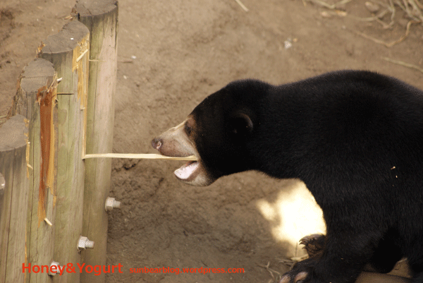マレーグマ ウメキチ