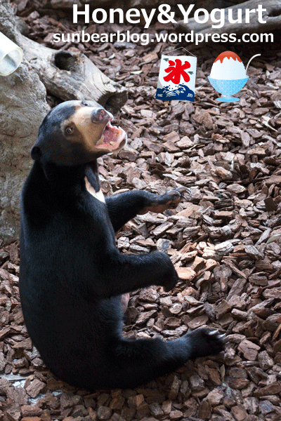 上野動物園　マレーグマ　フジ