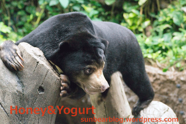 のいち動物公園　マレーグマ　ハニイ