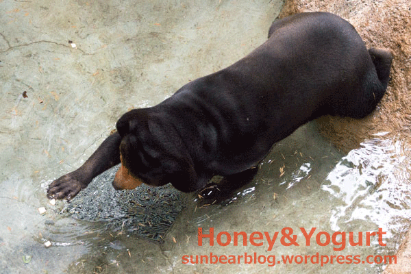 上野動物園　マレーグマ　キョウコ