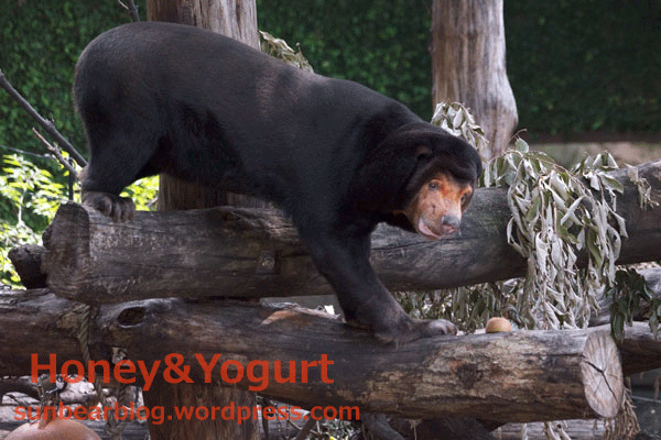 上野動物園　マレーグマ　キョウコ