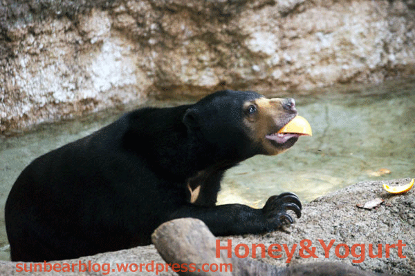 上野動物園　マレーグマ　モモコ