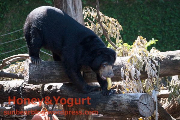 上野動物園　マレーグマ　モモコ