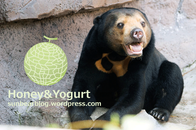 天王寺動物園　マレーグマ　マーサ