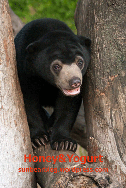 上野動物園　マレーグマ　フジ