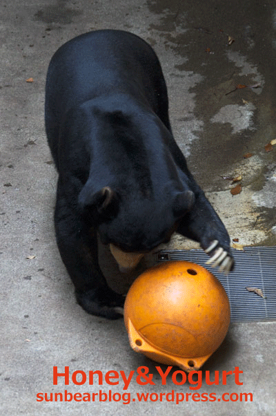 上野動物園 マレーグマ アズマ