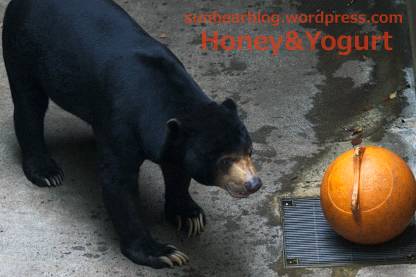 上野動物園 マレーグマ アズマ