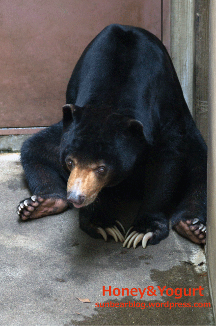 上野動物園 マレーグマ アズマ