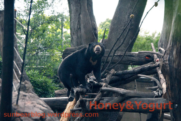 上野動物園　マレーグマ　モモコ