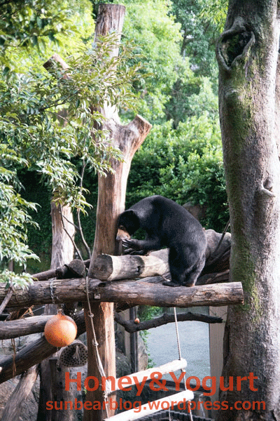 上野動物園　マレーグマ　モモコ
