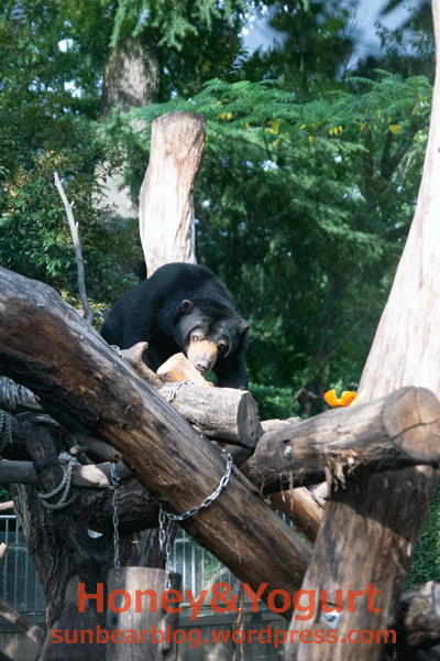 上野動物園　マレーグマ　モモコ
