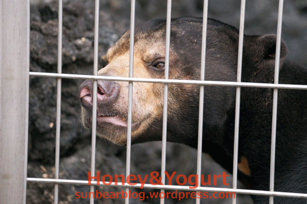 遊亀公園附属動物園　マレーグマ　サンディ