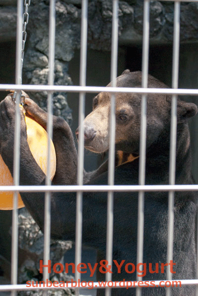 遊亀公園附属動物園　マレーグマ　サンディ
