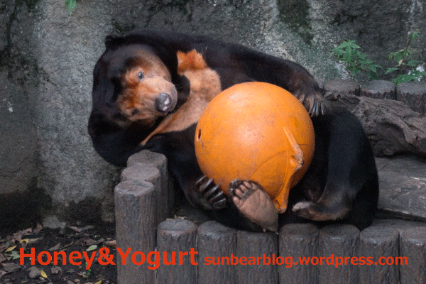 上野動物園　マレーグマ　キョウコ