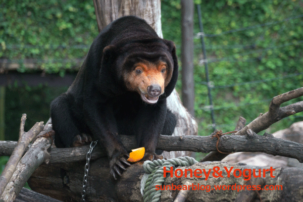 上野動物園　マレーグマ　キョウコ