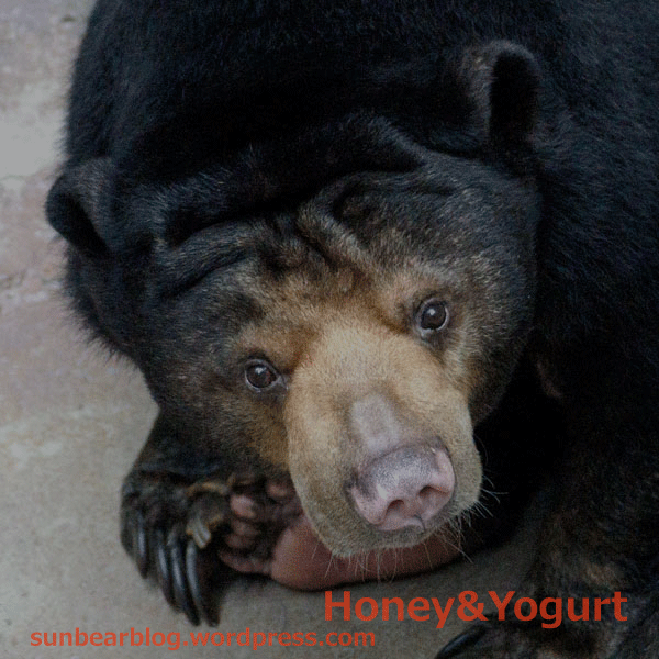 のいち動物公園 マレーグマ タオチイ