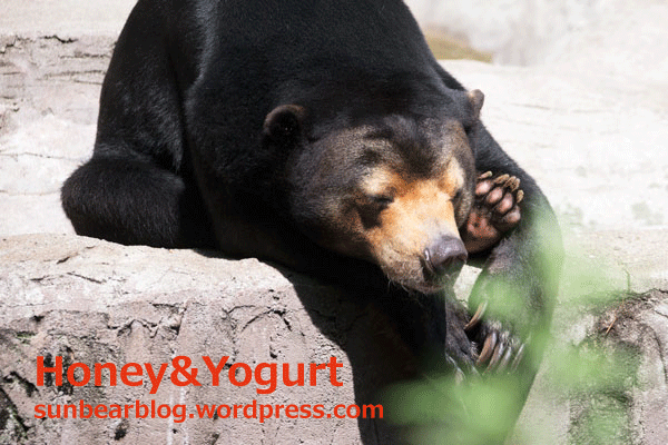 天王寺動物園　マレーグマ　マーサ