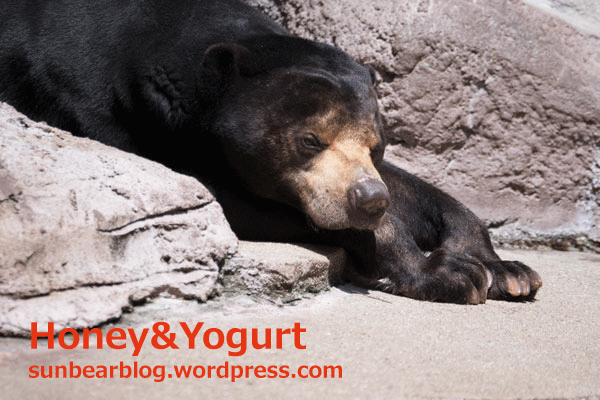 天王寺動物園　マレーグマ　マーズ