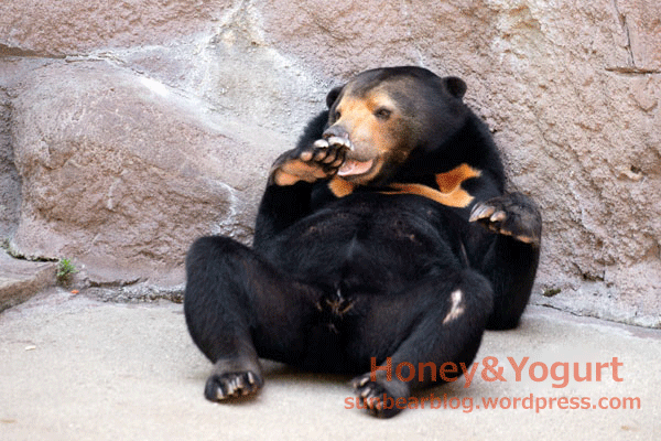 天王寺動物園　マレーグマ　マーサ
