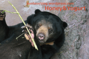 マレーグマ ハニイ