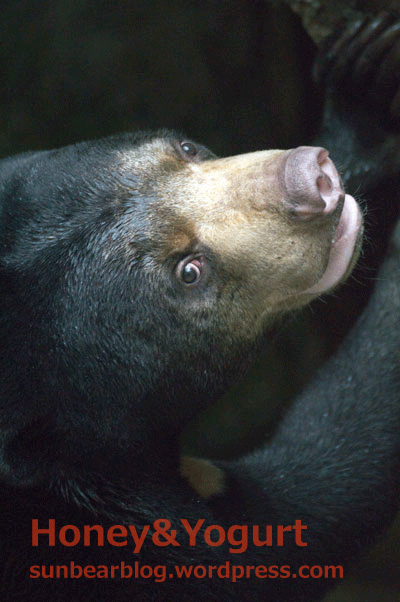 マレーグマ ハニイ