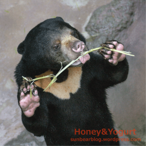 マレーグマ ハニイ